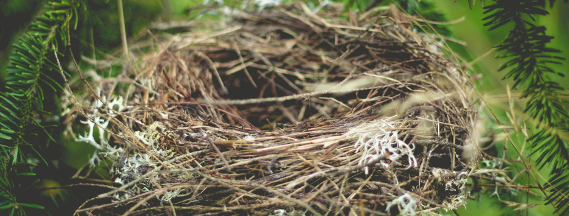 Image of a nest in a tree